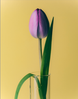 Purple tulip in a clear vase against a yellow background