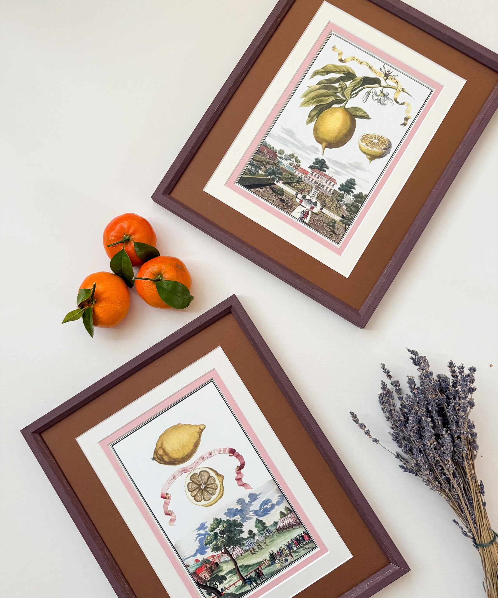 Antique Framed Lemon Prints | Marla & Primrose x Giddy Prints