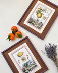 Antique Framed Lemon Prints | Marla & Primrose x Giddy Prints
