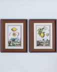 Two antique framed lemon prints hanging on a wall, with one depicting a lemon on a scale and the other showing a lemon in a bowl, surrounded by a basket and a decorative box. Marla Primrose x Giddy Prints Lemon Antique Prints