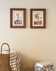 Two antique framed lemon prints hanging on a wall, with one depicting a lemon on a scale and the other showing a lemon in a bowl, surrounded by a basket and a decorative box.