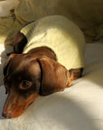 Cashmere Dog Jumper, Pistachio-2