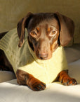Cashmere Dog Jumper, Pistachio-3