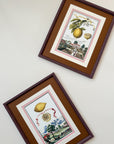 Antique Framed Lemon Prints | Marla & Primrose x Giddy Prints