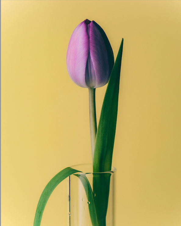 Purple tulip in a clear vase against a yellow background