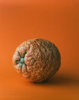 Marla Primrose Handmade Ceramic Glazed Orange – Orange