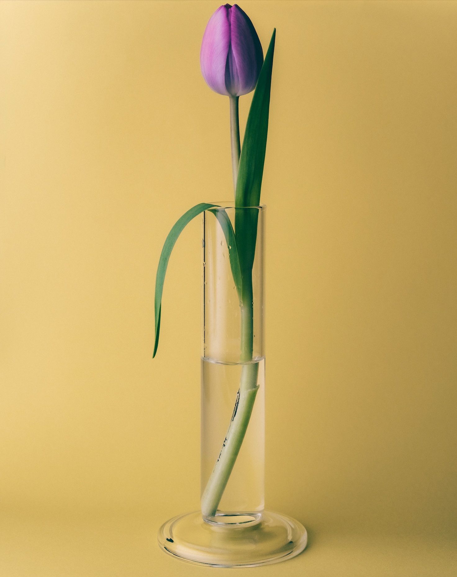 Purple tulip in a clear glass vase on a yellow background