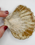 Shell dish, small-3