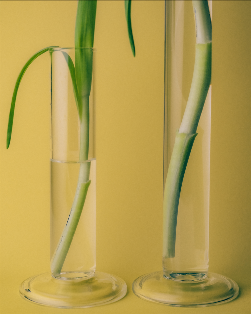 Two glass vases with green stems on a yellow background