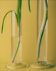 Two glass vases with green stems on a yellow background