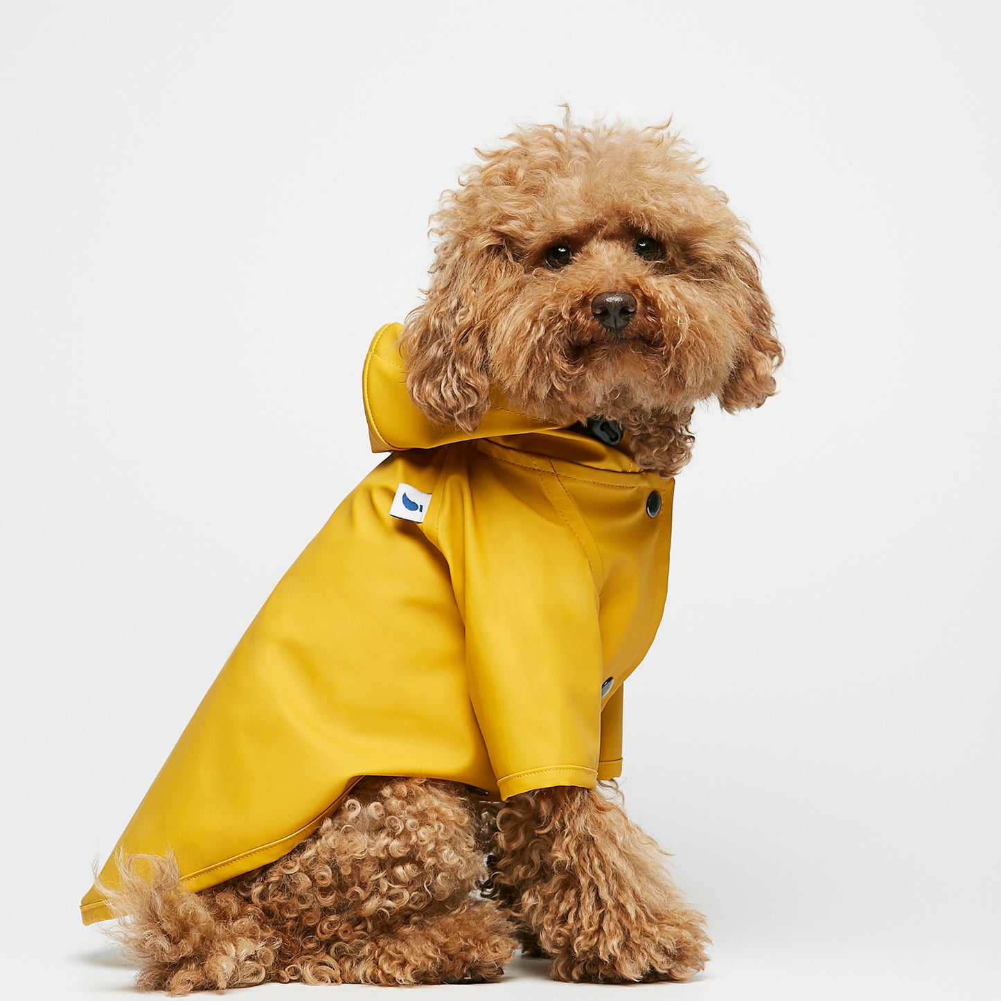 Dog Raincoat, Yellow