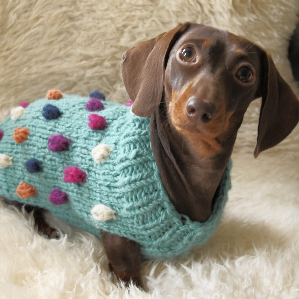 Bobble Dog Jumper in Teal-2