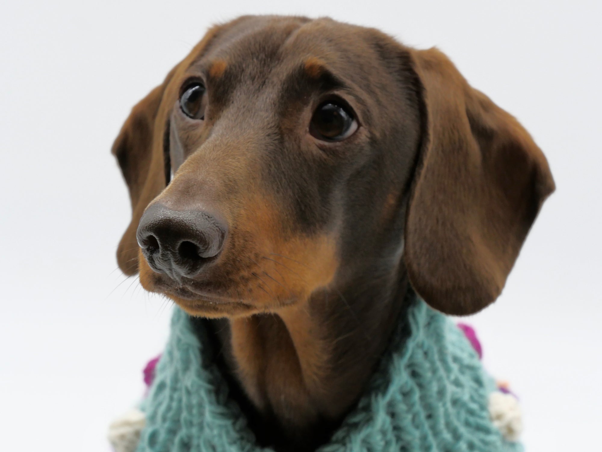 Bobble Dog Jumper in Teal-5