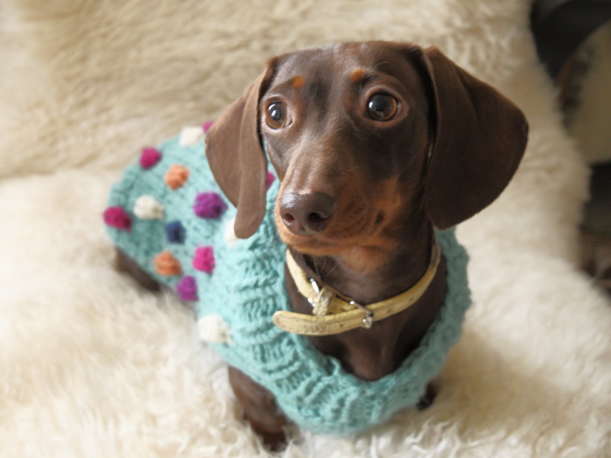 Bobble Dog Jumper in Teal