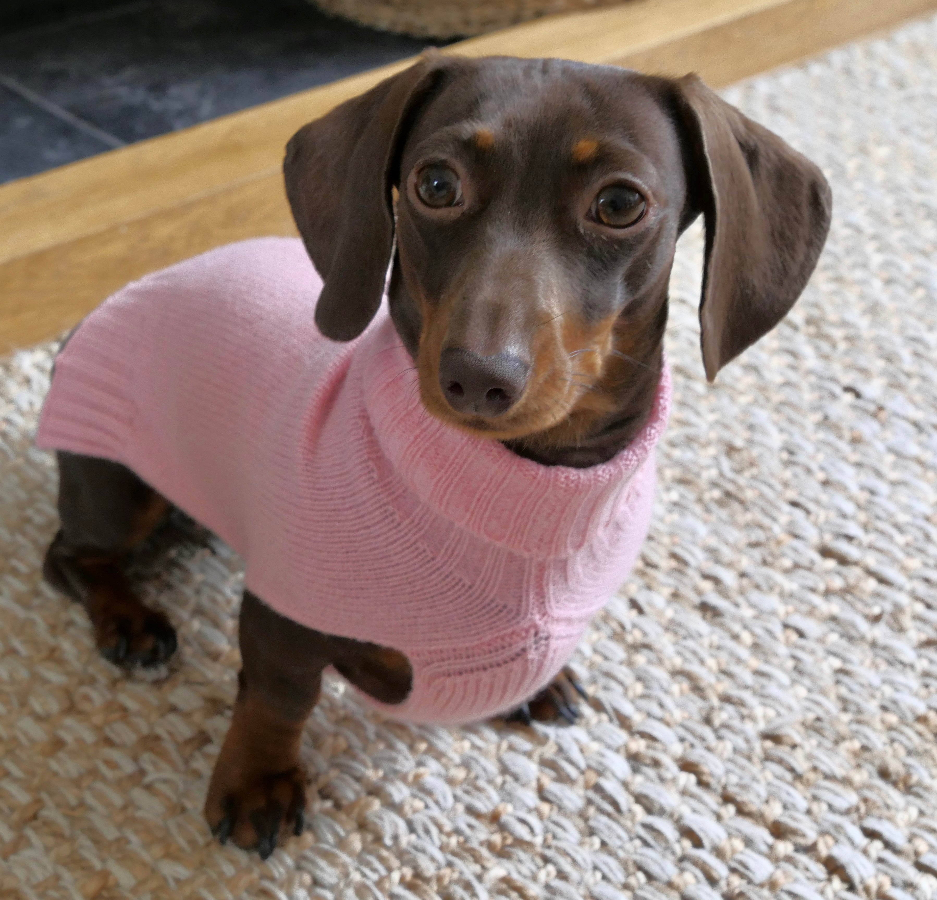 Pink dog jumper best sale