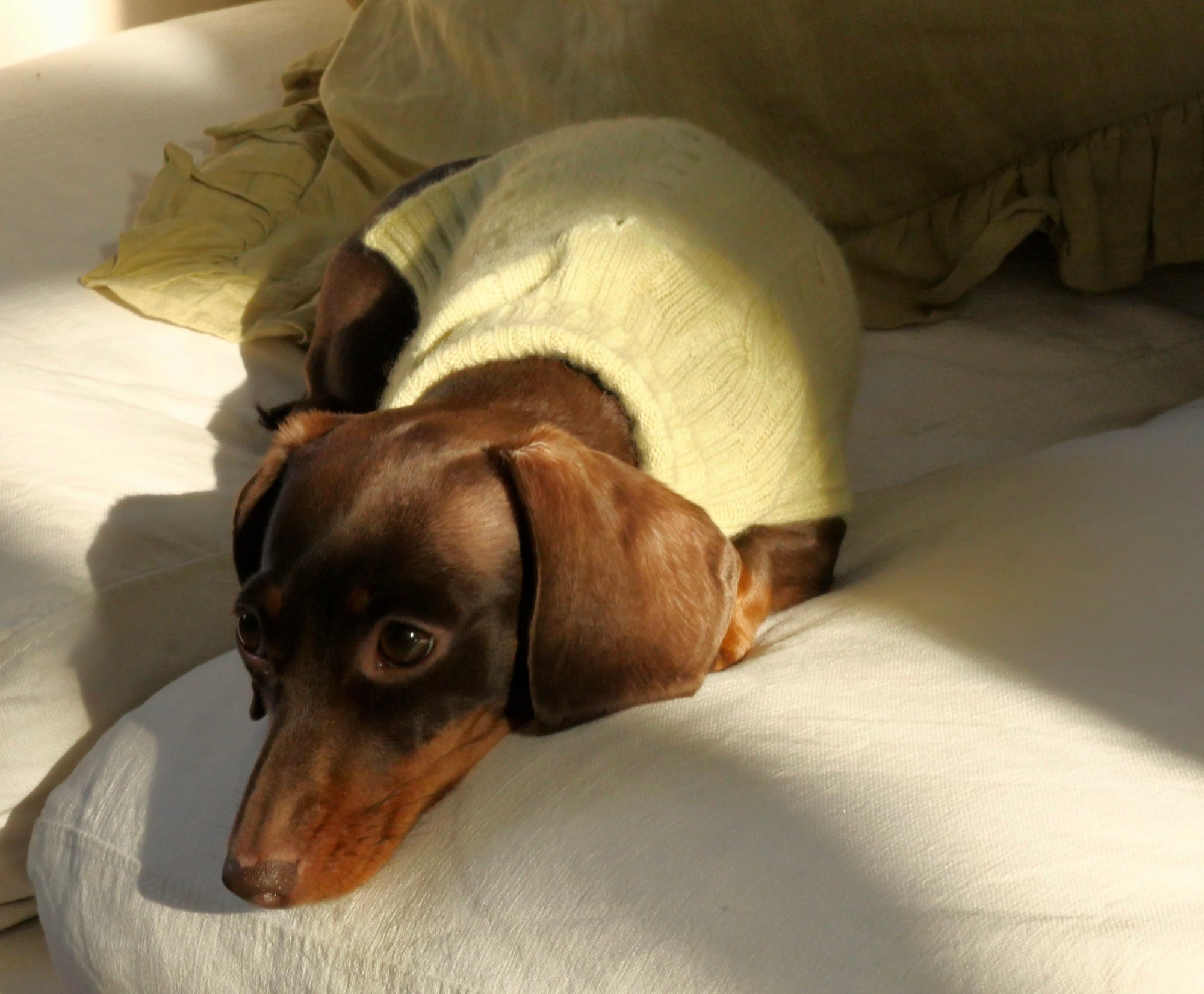 Cashmere Dog Jumper, Pistachio-2