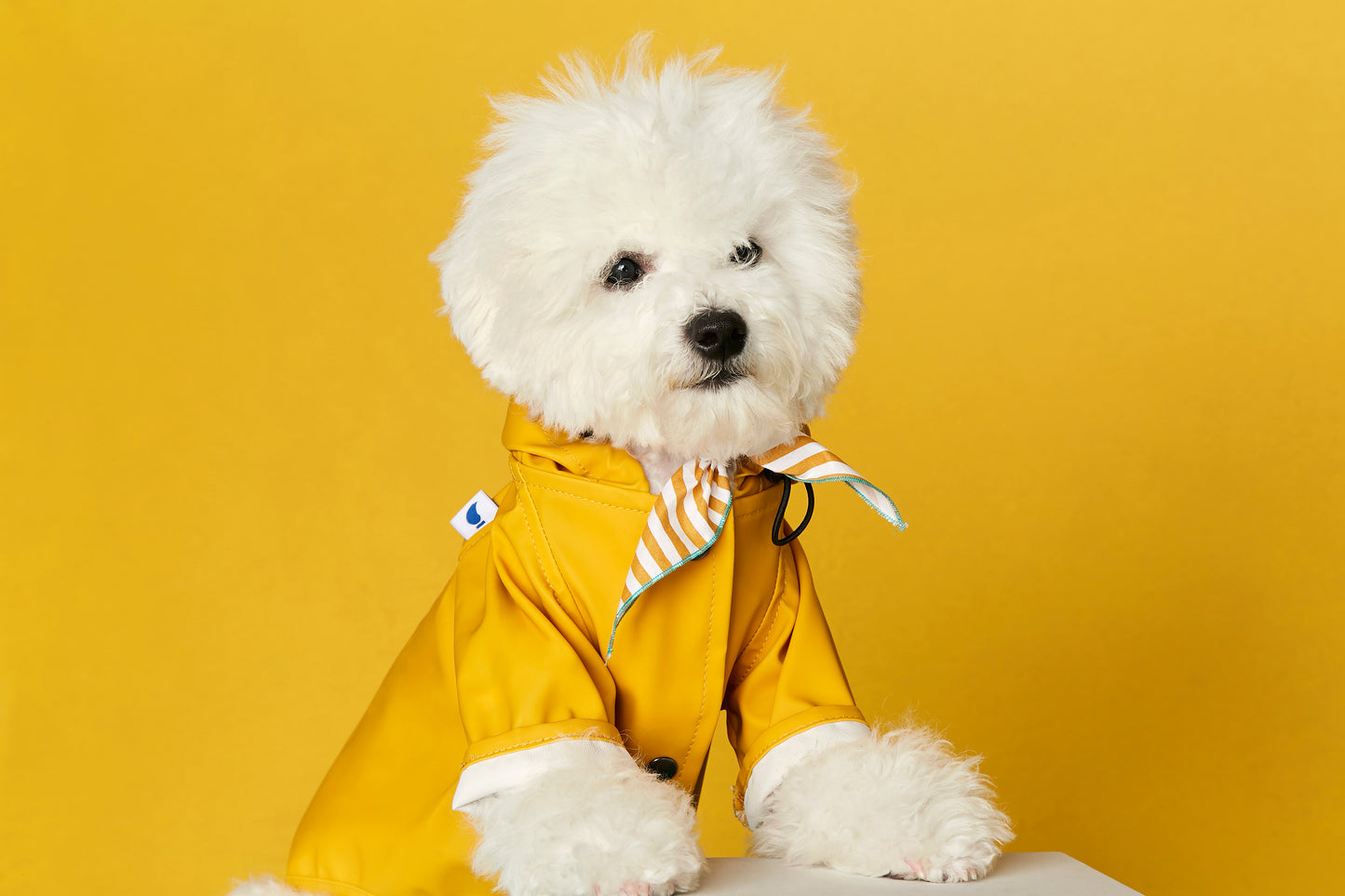 Dog Raincoat, Yellow
